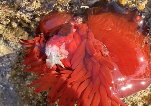 IMG_2476-Actinia-equina