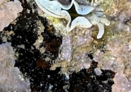 IMG_2529-ElysiaTimida