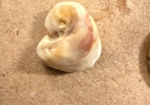 IMG_3891-Crepidula-fornicata