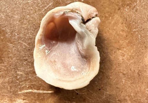 IMG_3906-Crepidula-unguiformis