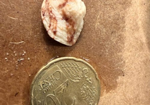 IMG_3990-Chama-gryphoides