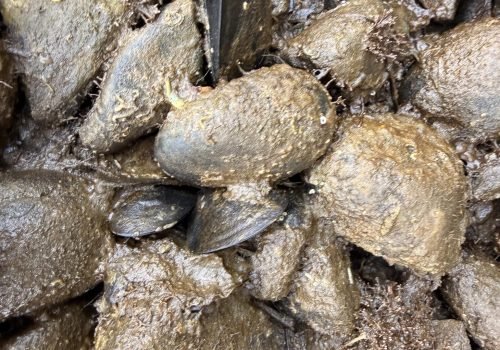 IMG_5497-moules