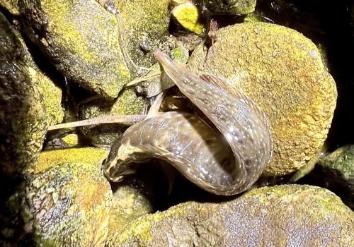 IMG_5525-SalariaPavo-BlenniePaon