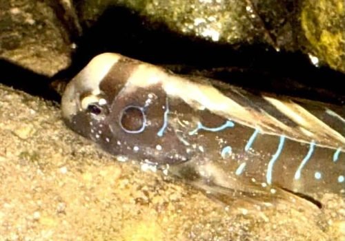 IMG_5531-2-SalariaPavo-BlenniePaon