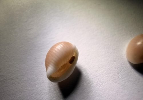 IMG_5988-Trivia-pulex-Porcelaine-puce