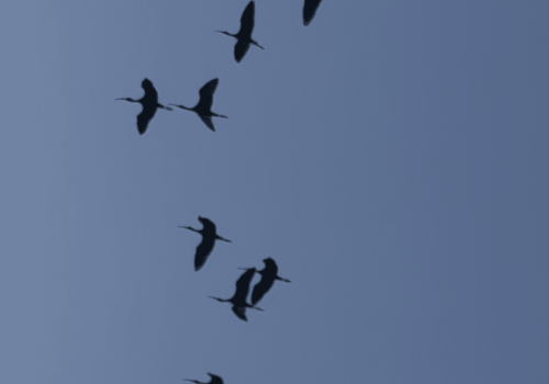 Ibis-Facinelle1