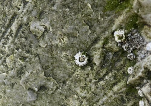 Image-4