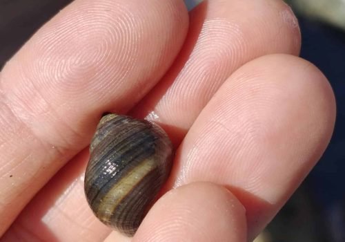 Littorine-a-ligne-noire-1