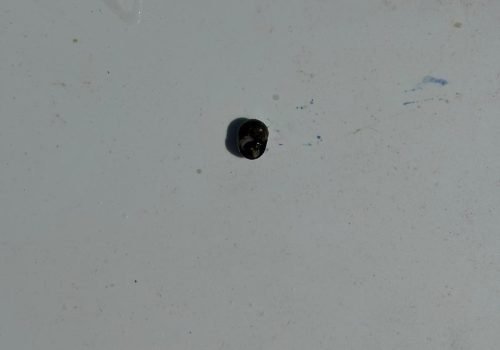 Littorine-obtuse-1
