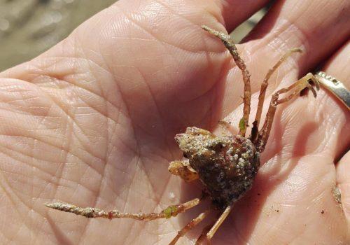 Macropode-rostre