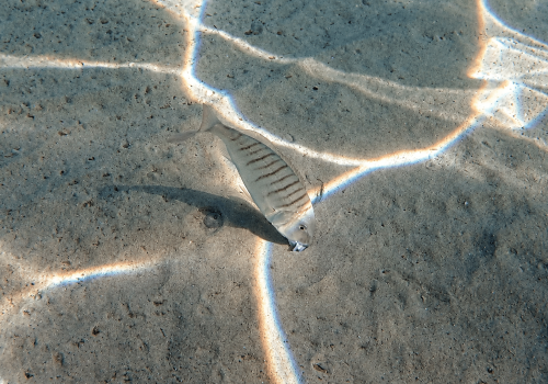 Marbre-—-Lithognathus-mormyrus