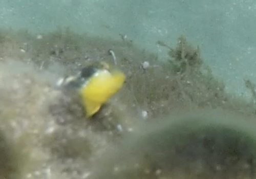 Microlipophrys-dalmatinus-Blennie-dalmate-livree-reproduction-male1