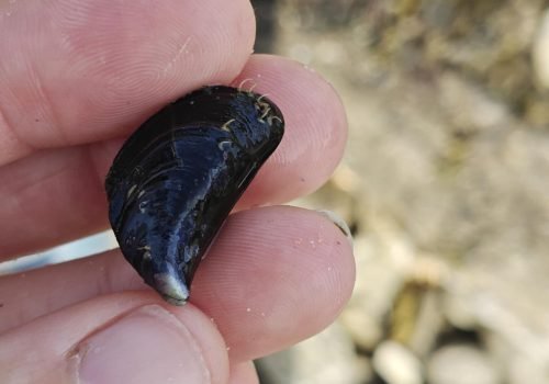 Moule-1