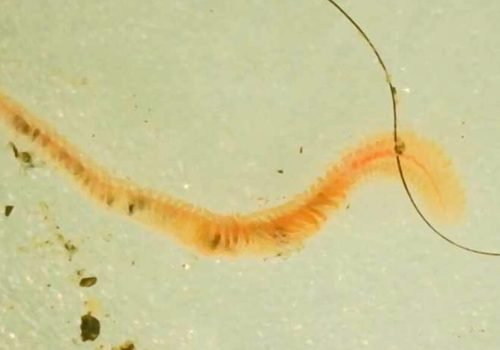 Nereidides-Nereididae-29082026