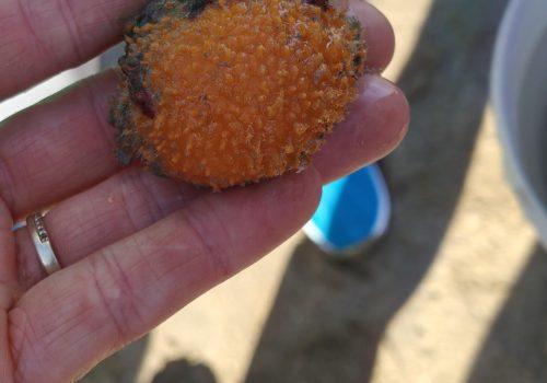 Orange-de-mer