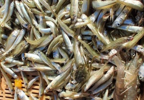 PETITS-POISSONS-1