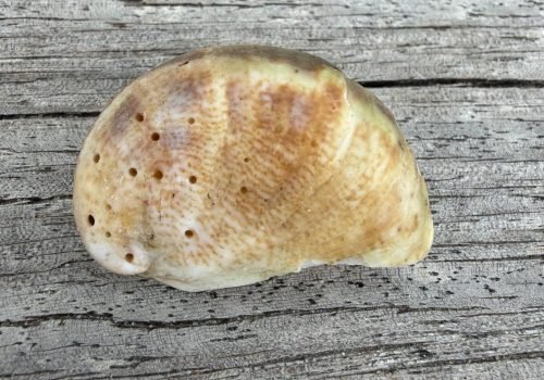 PHOTO-7