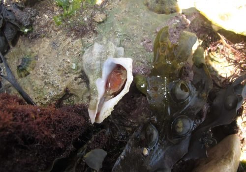Perceur-Japonais_Ocinebrellus-inornatus-c-Planete-Mer