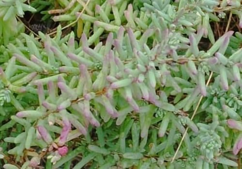 Plante_Soude_Commune-1