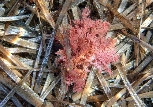 Plocamium-cartilagineux-Plocamium-cartilagineum