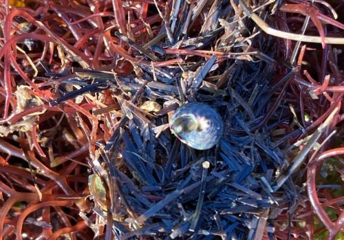 Q1-Gibbulle-ombiliquee