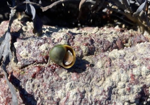 Q1-Littorine-fabalis