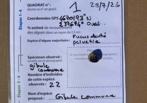 Q1_Gibbule_ombyliquee