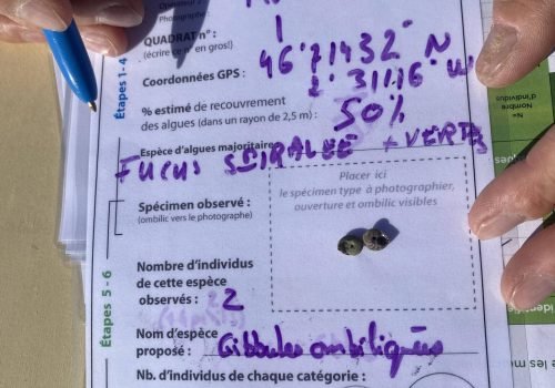 Q1_Gibule_ombyliquee