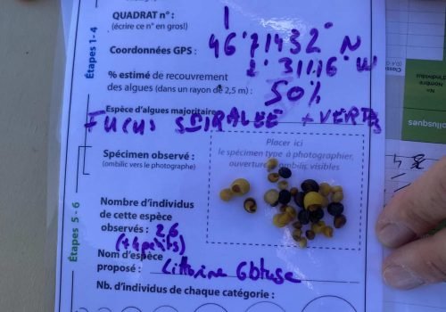Q1_Littorine_obtuse