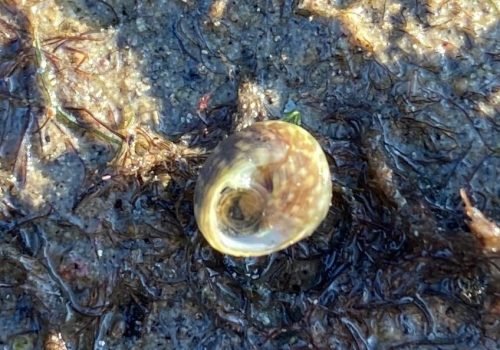 Q2-Gibbule-ombiliquee