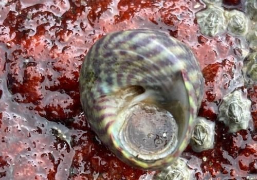 Q2-Gibbule-ombiliquee