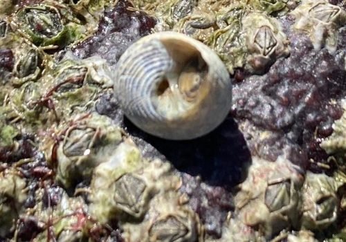 Q2-Gibbulle-ombiliquee