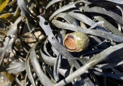 Q2-Littorine-fabalis