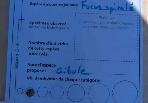 Q2_Gibule1