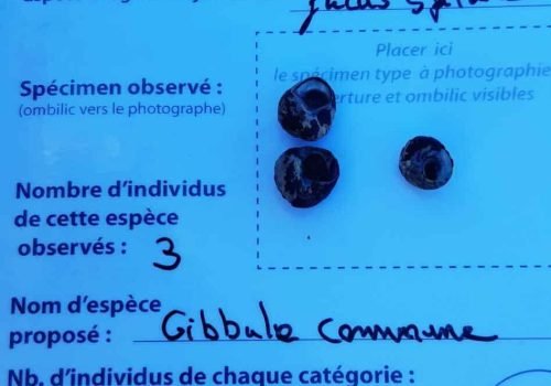 Q2_gibbule_commune