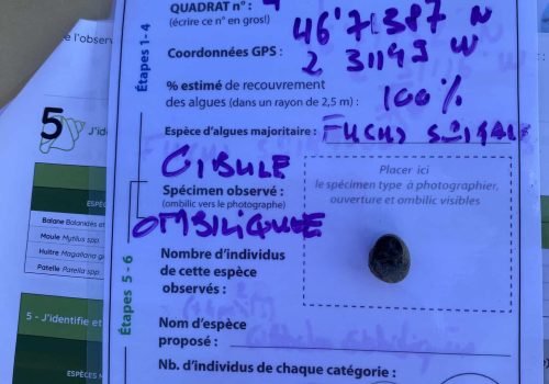 Q4_Gibbule_ombyliquee