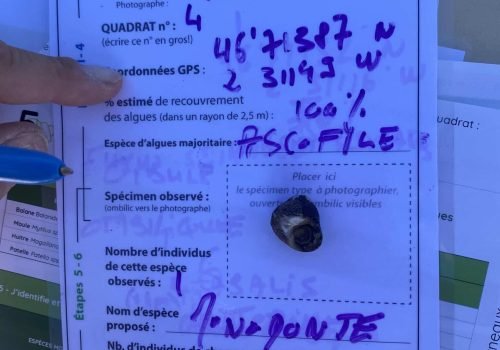 Q4_Monodonte