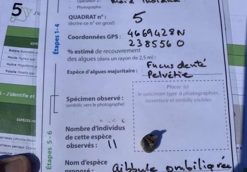 Q5_Gibbule_ombyliquee
