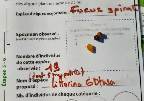 Q6_littorines_obtuses_ou_Fabalis