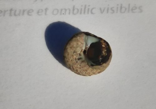 Q7_gibbule_commune