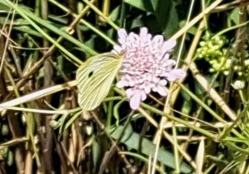 RSE-PIERIS-NAPI-2
