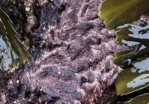 Rhodothamniella-floridula_St-Malo_26-01-26