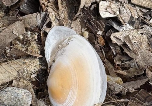 Scrobicularia-plana-4