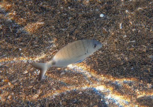 Sparaillon-ou-pataclet-Diplodus-annularis
