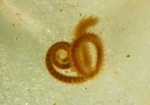 Syllides-Syllidae-29082026