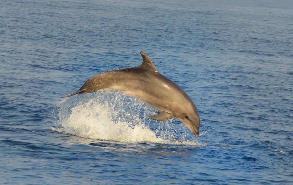 Tursiops truncatus Alexandre Roux CC BY-NC-SA 2.0
