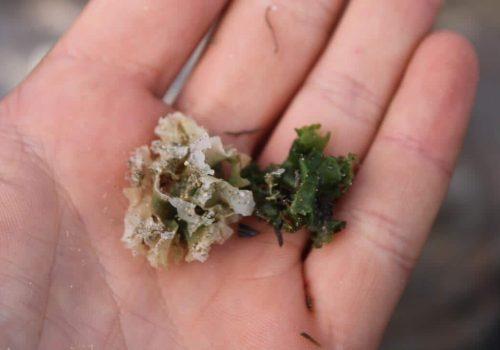 UNADJUSTEDNONRAW_thumb_437b