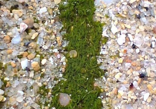 Ver-plat-roscoff