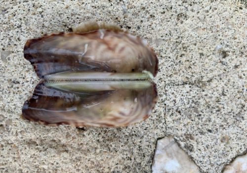 WhatsApp-Image-2026-02-03-at-10.06.39-1