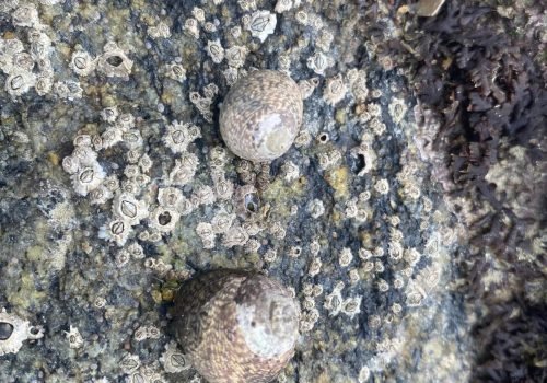 WhatsApp-Image-2026-04-02-at-09.35.42